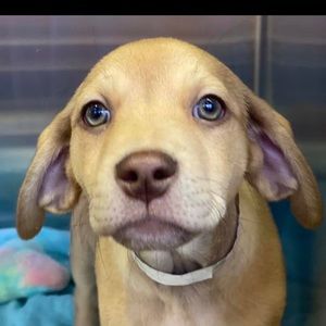 Meet your Posher, Carol